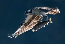 Hawk flies over water with fish in its claws, part of the ecosystem that relies on menhaden
